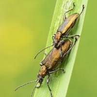 Beetles - Donacia vulgaris OLYMPUS DIGITAL CAMERA